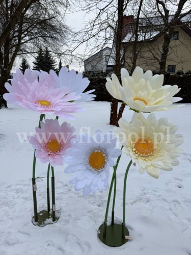 stokrotka gigant h 125cm 1szt biały (RD104)