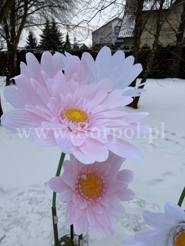 stokrotka gigant h 125cm 1szt róż (RD104-2)