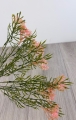 IMG_6248.jpeg