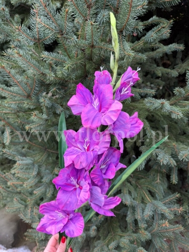 c818abfe74d7abe339e581e7d414b658