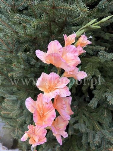 Mieczyk  olbrzymi 1szt morela (MH03) 24022026c