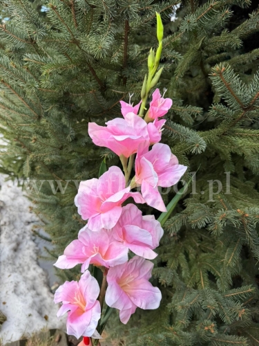 Mieczyk olbrzymi 1szt jasny róż (MH03) 24022026c