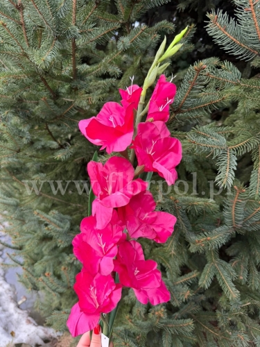 24428a297361f79bd78bb330a12e3e06