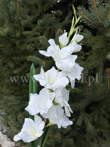 Mieczyk olbrzymi 1szt biały (MH03) 24022026c