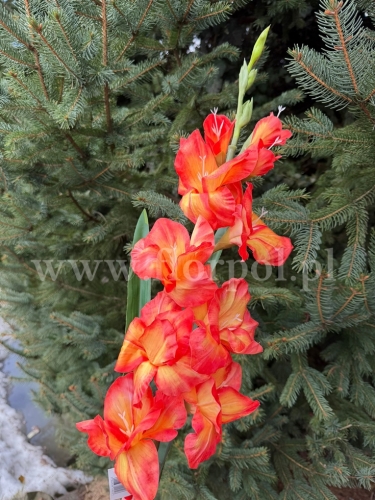 Mieczyk olbrzymi 1szt czerwony/żółty (MH03) 24022026c