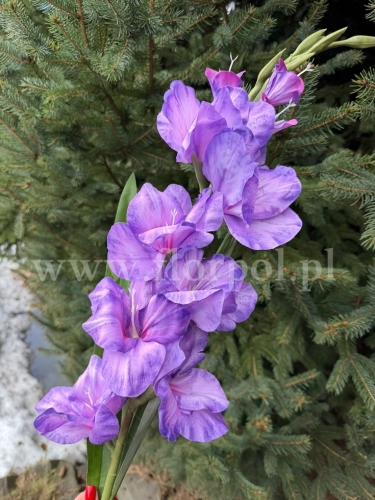 ad382280aff50709c1e63ad2663dbf5c