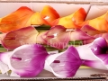 florpol.pl 12202.jpg
