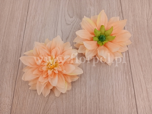 dalia  cieniowana 12szt brzoskwinia (KDGW217)