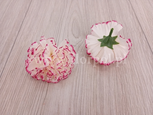 goździk cieniowany wyrobowy 20szt biały/buraczkowe brzegi