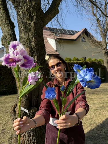 ff033f77bab2d67b66542ee8f949fec9