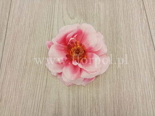 róża polna wyrobowa 12szt biały/cuk.róż (ROL-S)