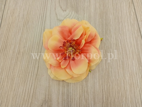 róża polna wyrobowa 12szt morela/żółtko (ROL-S)