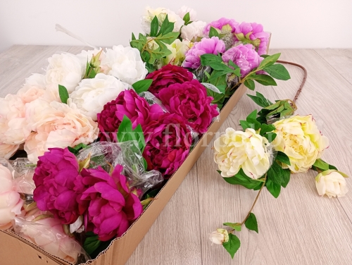 Peonia wysoka - karton 24szt  #12 mix (SUN117)  A1332026A