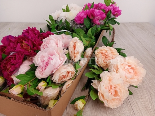 Peonia wysoka - karton 18szt  #3 mix (SUN118)  A1332026A