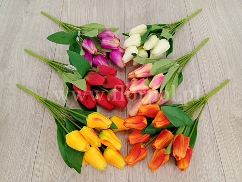 tulipan, stożek cieniowany - karton 24szt mix (T107-25-3508) PN1632026A