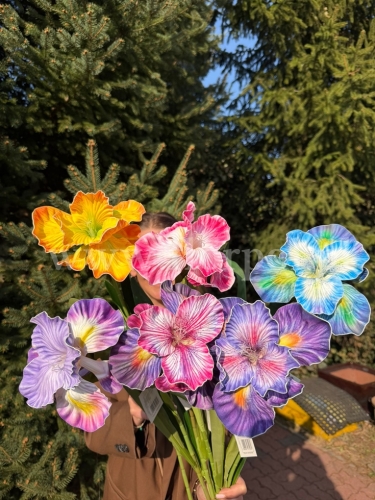 wazonowy irys - pianka - karton 24szt mix (KWWS000267)