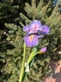 irys piankowy pianka 12713.jpg