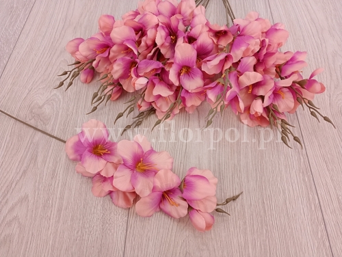 mieczyk pojedynczy 12szt róż/morela (KDGT770A)