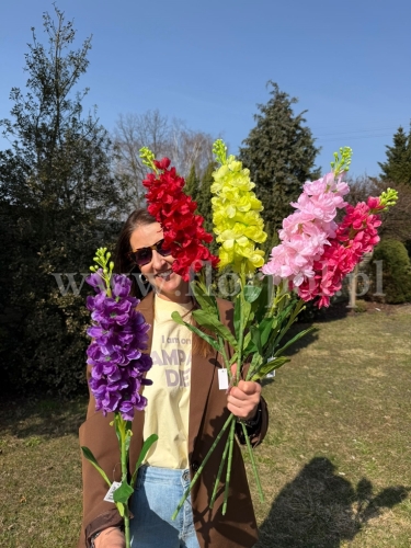 lewkonia pojedyncza - karton 24szt mix (FA0411)  WT2432026A