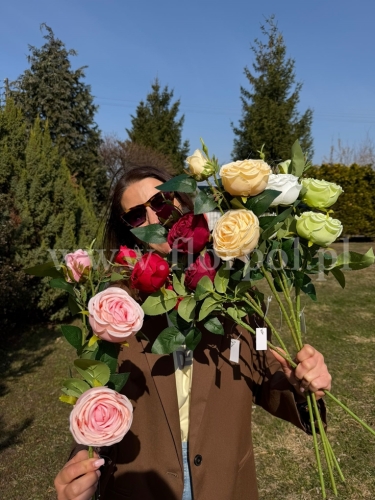 róża zwijana trójka na łodydze - karton 24szt mix (FA0404)  WT2432026A