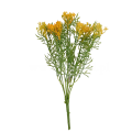florpol.pl 12921.png