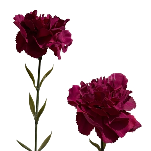 Goździk atłasowy pojedynczy - pakowany 1szt #3004V sweet fuchsia (SUN005)