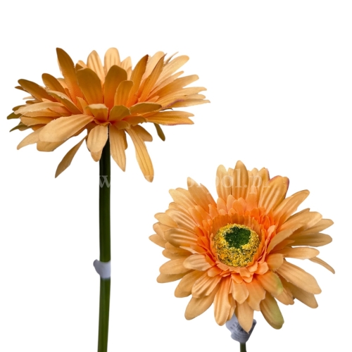 Gerbera łodyga  6szt #24A lt.tea (SUN529)