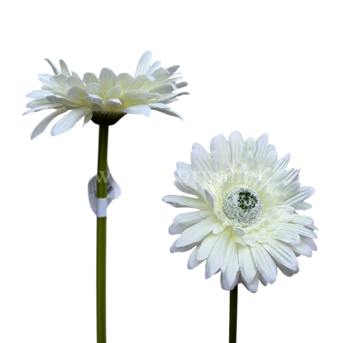 Gerbera łodyga 6szt #2053 kremowy (SUN529)