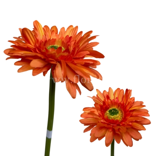 Gerbera łodyga 6szt #2055 pomarańczowy (SUN529)