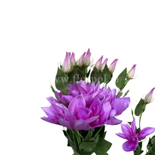 Clematis pojedynczy gałązka 12szt # 2385ciemny róż (SUN500)