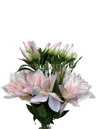 Clematis pojedynczy gałązka 12szt #1819 krem/jasny róż (SUN500)