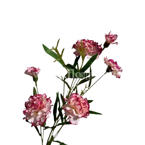 Goździk drobny łodyga 1szt #325 krem/malina (SUN641)