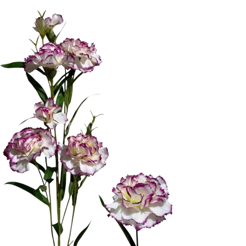 Goździk drobny łodyga 1szt #2120 cream/edge violet (SUN641)