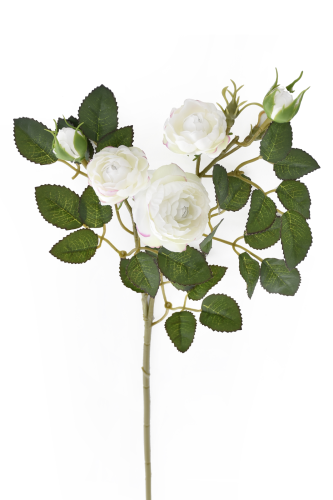 IMG_1008.png