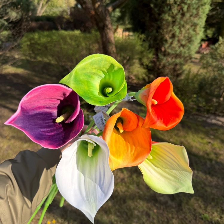 IMG_0950.jpeg