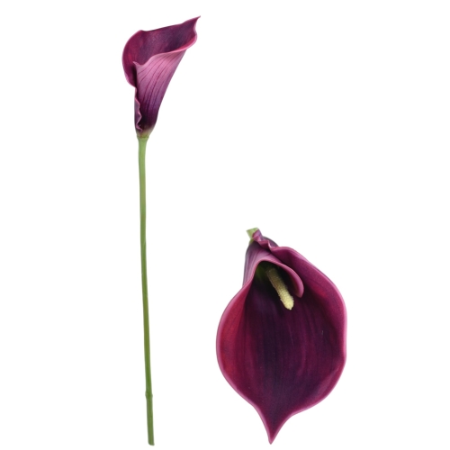 Kalla pojedyncza PLUM (DON006) 