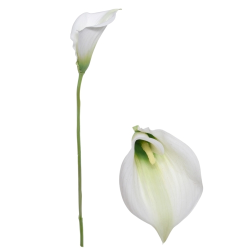 Kalla pojedyncza WHITE (DON006) 