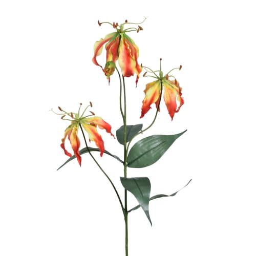 Glorioza łodyga FLAME ORANGE (DON001)