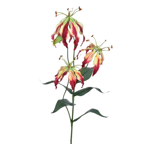 Glorioza łodyga  BURGUNDY (DON001)