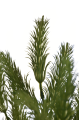 TIK151##GREEN#3_m.jpg
