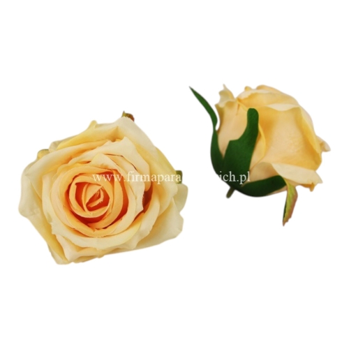 róża otwarty pączek 12szt #31L  żółtko/ j. morelowy środek (LY003)