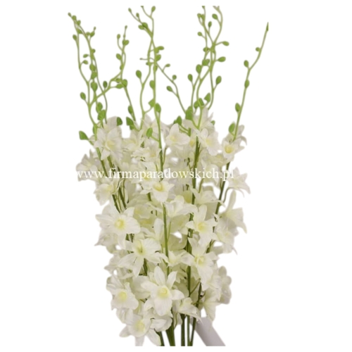 Storczyk tajlandzki 12szt #2662 new cream  (SUN668)