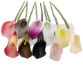 calla.jpg