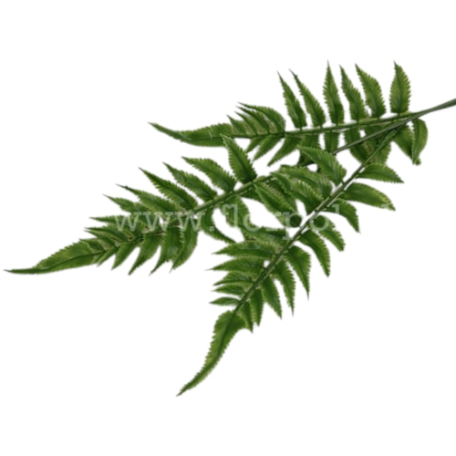 gumowany liść paproci – szerszy 12szt zielony (P25-32)