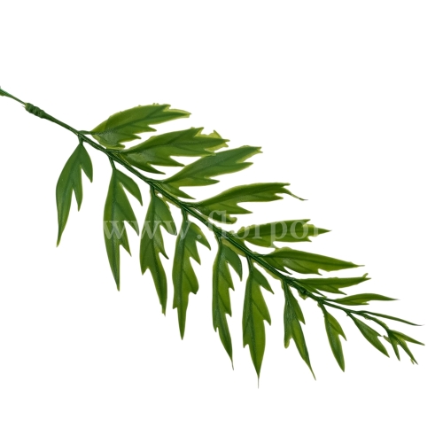 Paproć pik - szeroki liść 12szt ciemna zieleń (T159-24-2144)