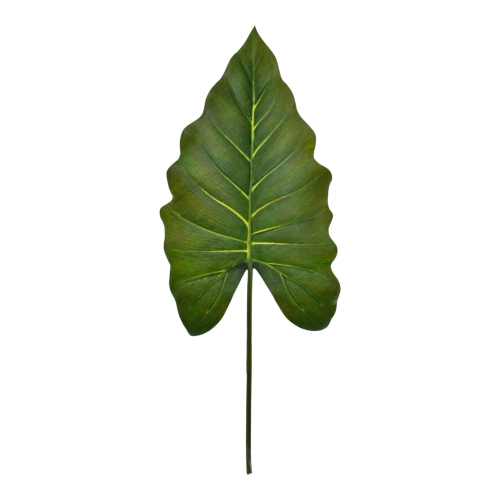 alokazja liść 12szt dr.green (GREE010)