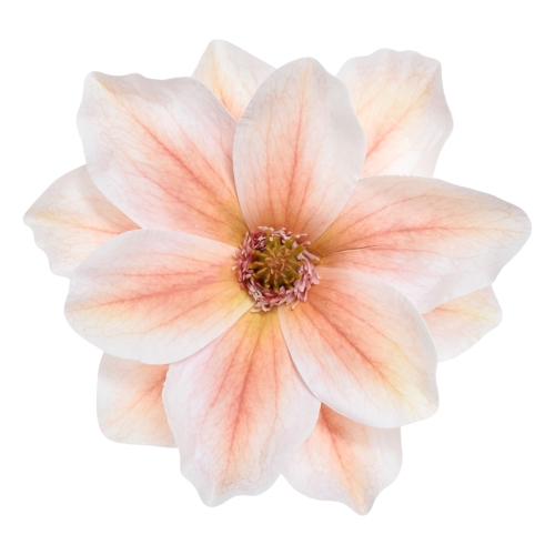 magnolia wyrobowa 12szt peach (WEI1007)