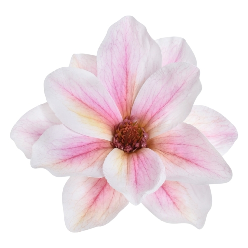 magnolia wyrobowa 12szt powder pink (WEI1007)