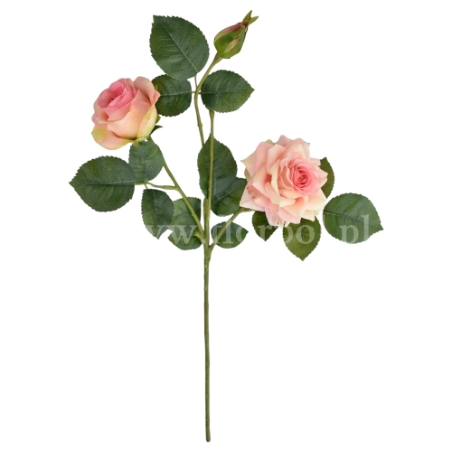 Róża ogrodowa gałązka 1szt lt.pink (REN2011)