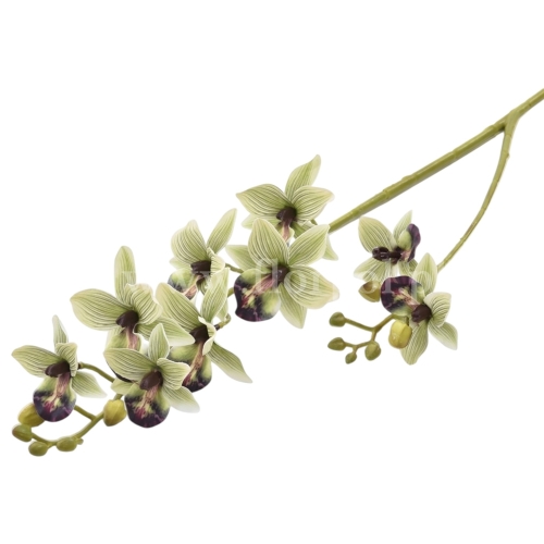 Cymbidium aloifolium  1szt juicy green (LEV004)